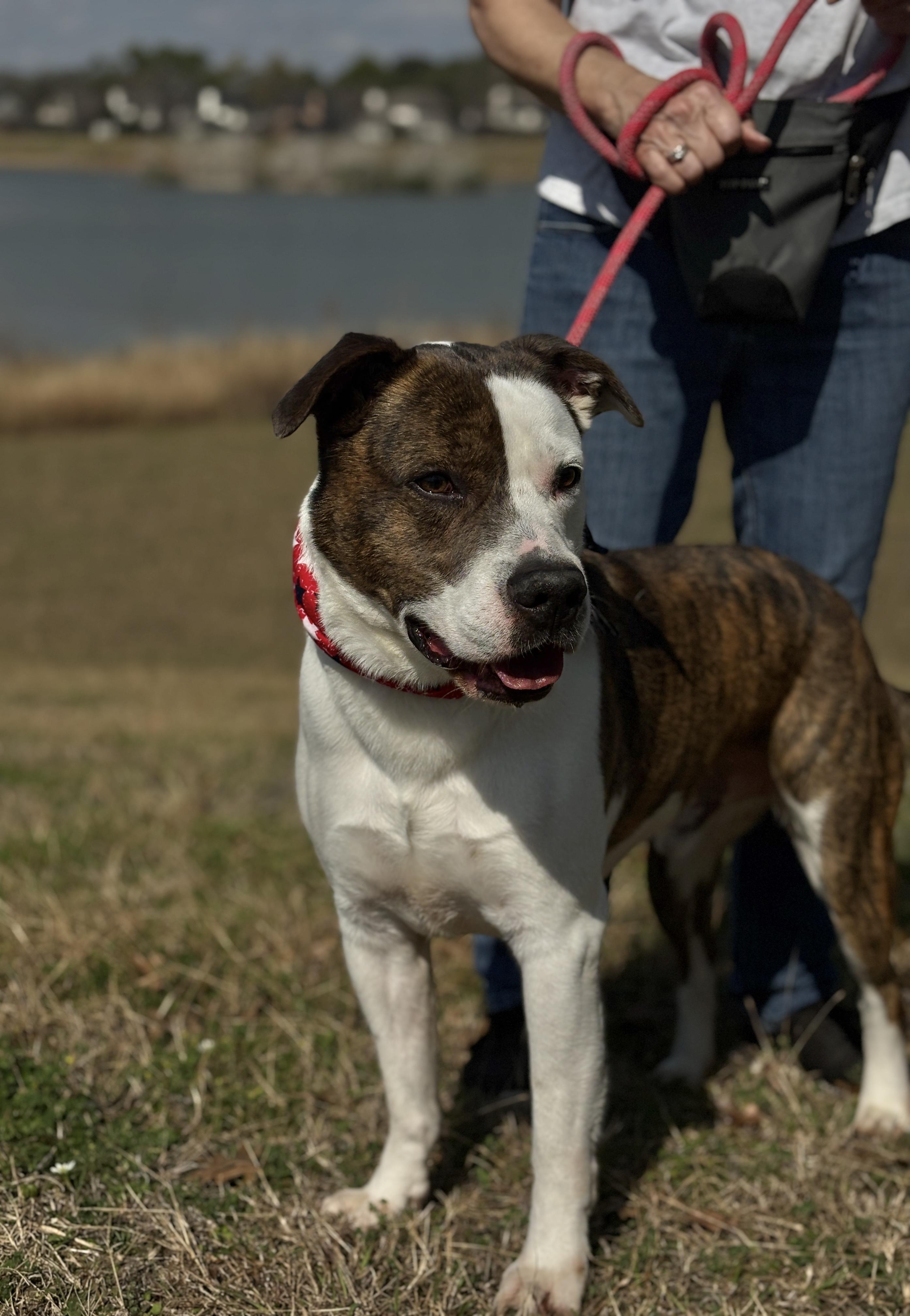 Enlarge MERRICK- gorgeous!, a Adoptable mixed breed in Richmond, VA image 1/6