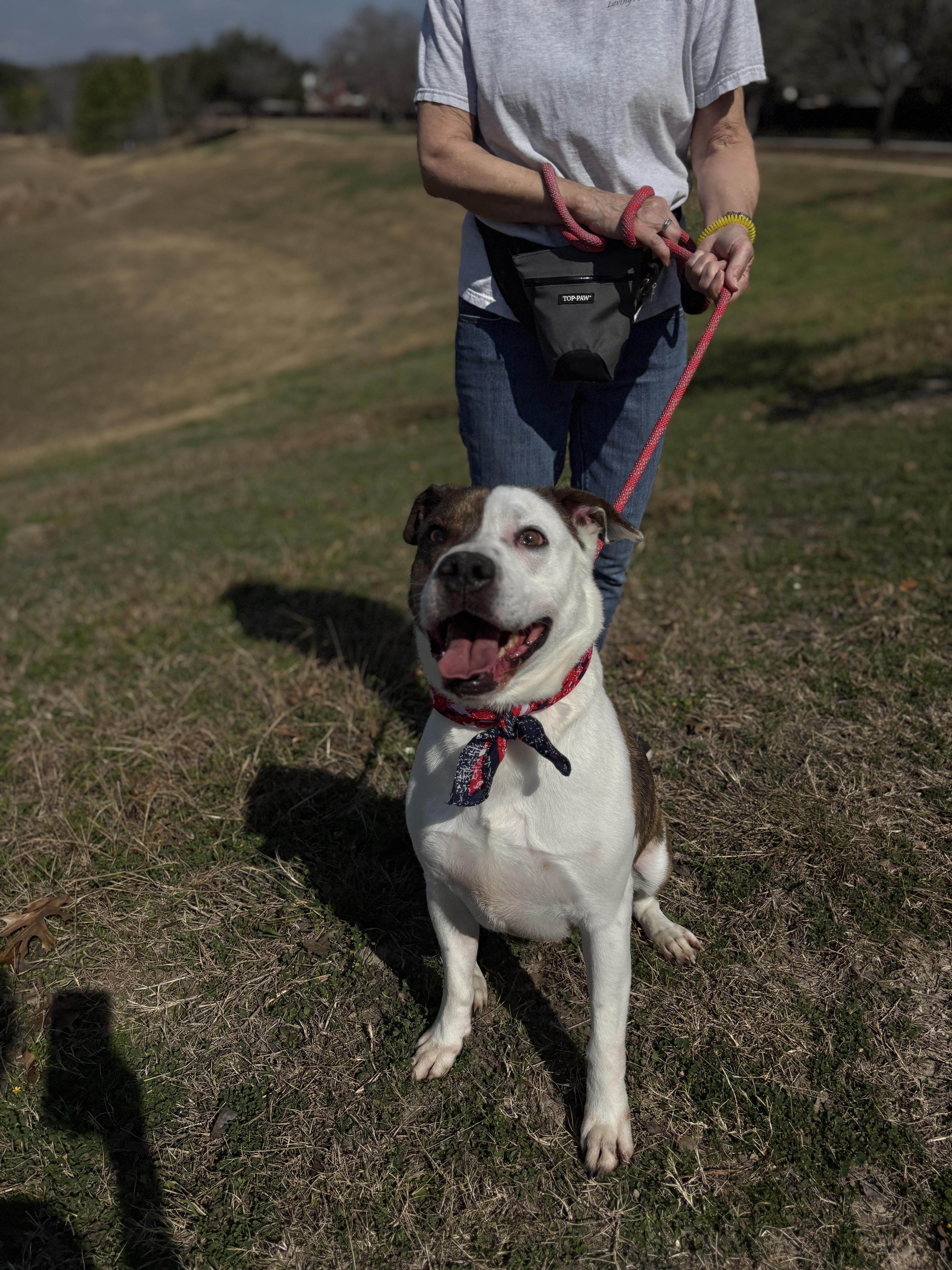 Enlarge MERRICK- gorgeous!, a Adoptable mixed breed in Richmond, VA image 2/6