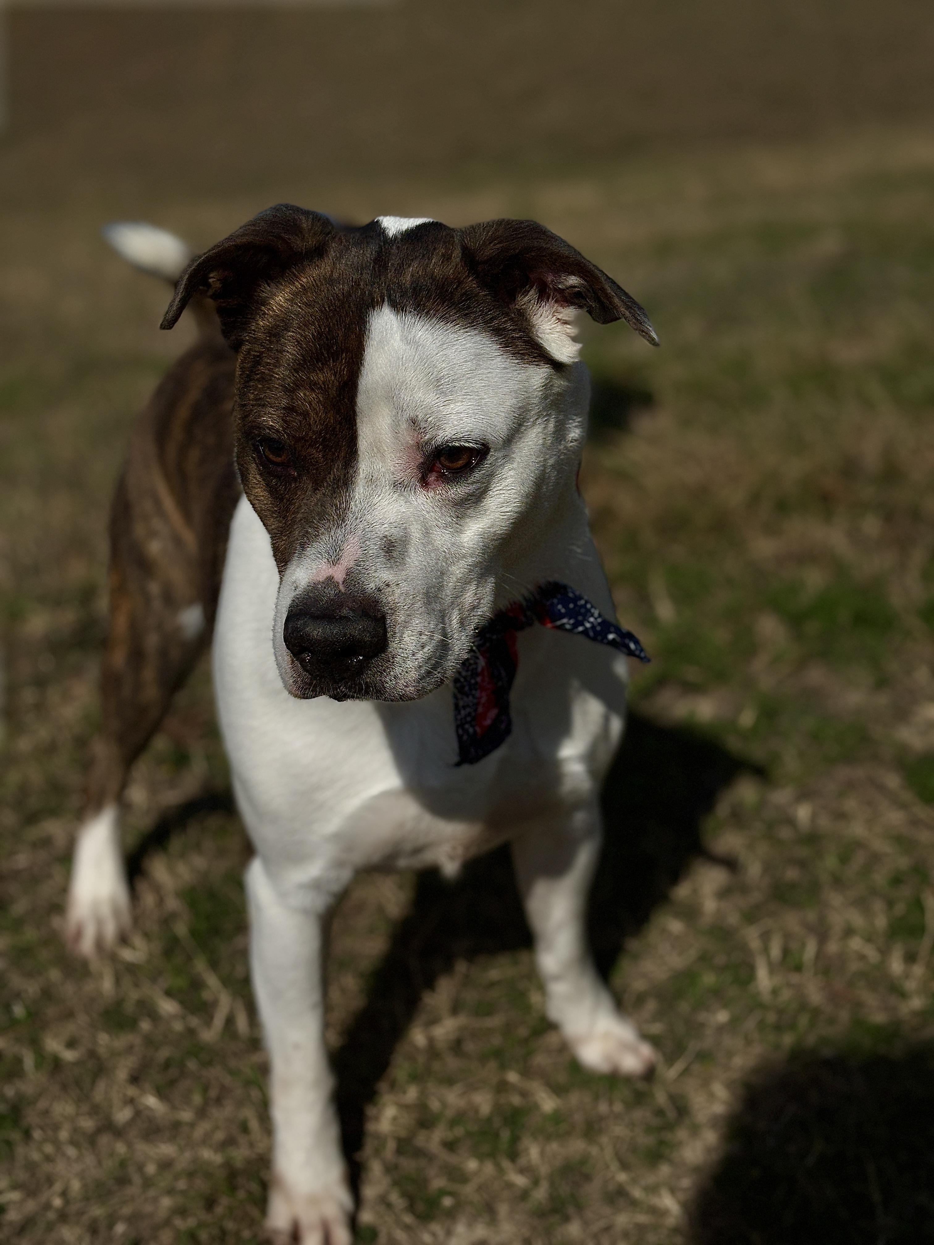 Enlarge MERRICK- gorgeous!, a Adoptable mixed breed in Richmond, VA image 4/6
