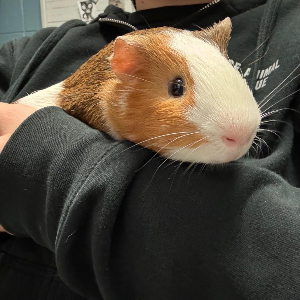 Casper, a Adoptable mixed breed in Providence, RI image 1/5