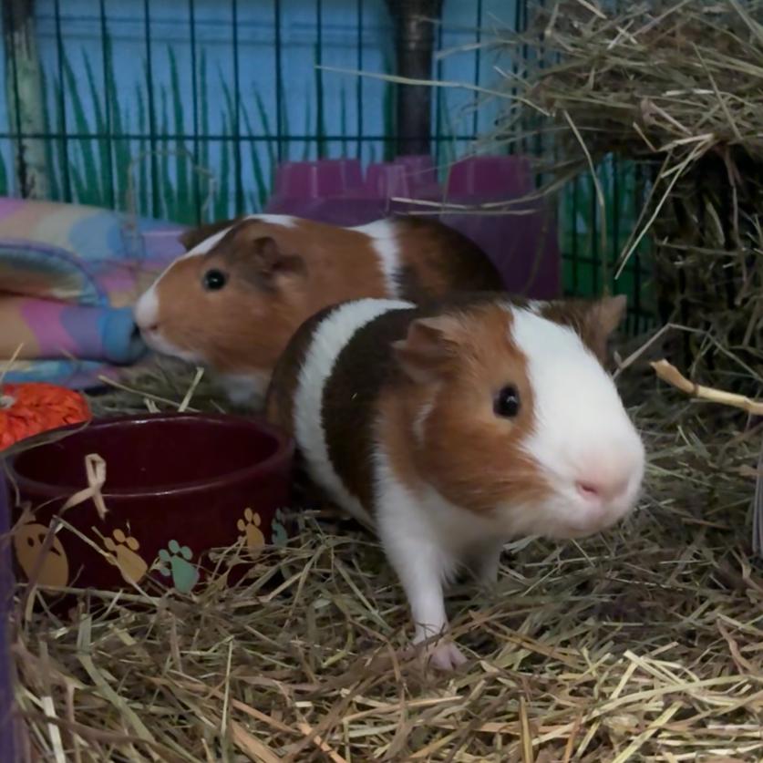 Casper, a Adoptable mixed breed in Providence, RI image 2/5