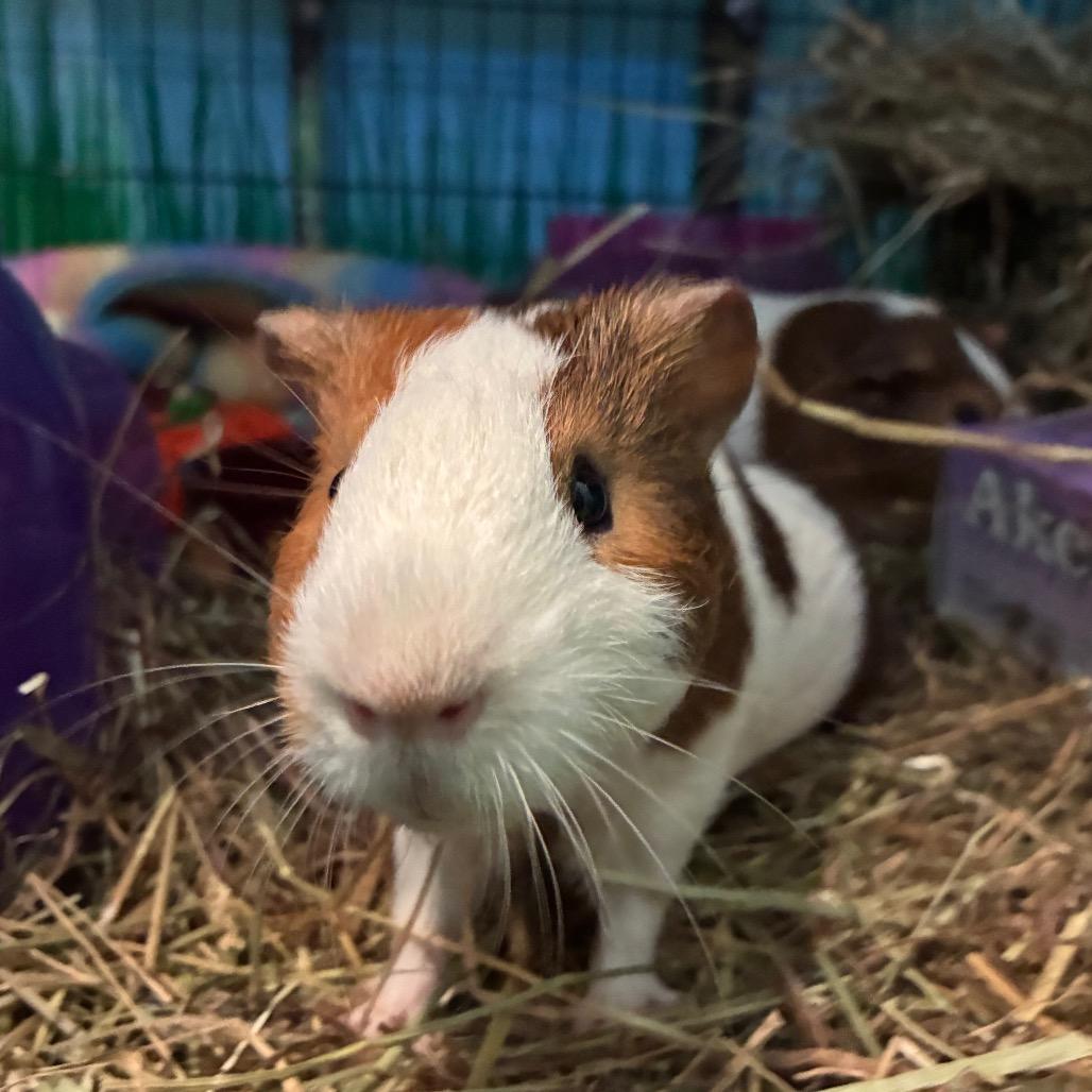 Casper, a Adoptable mixed breed in Providence, RI image 3/5