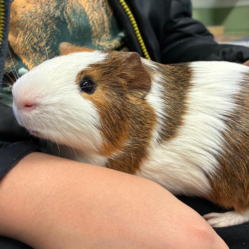 Casper, a Adoptable mixed breed in Providence, RI image 4/5