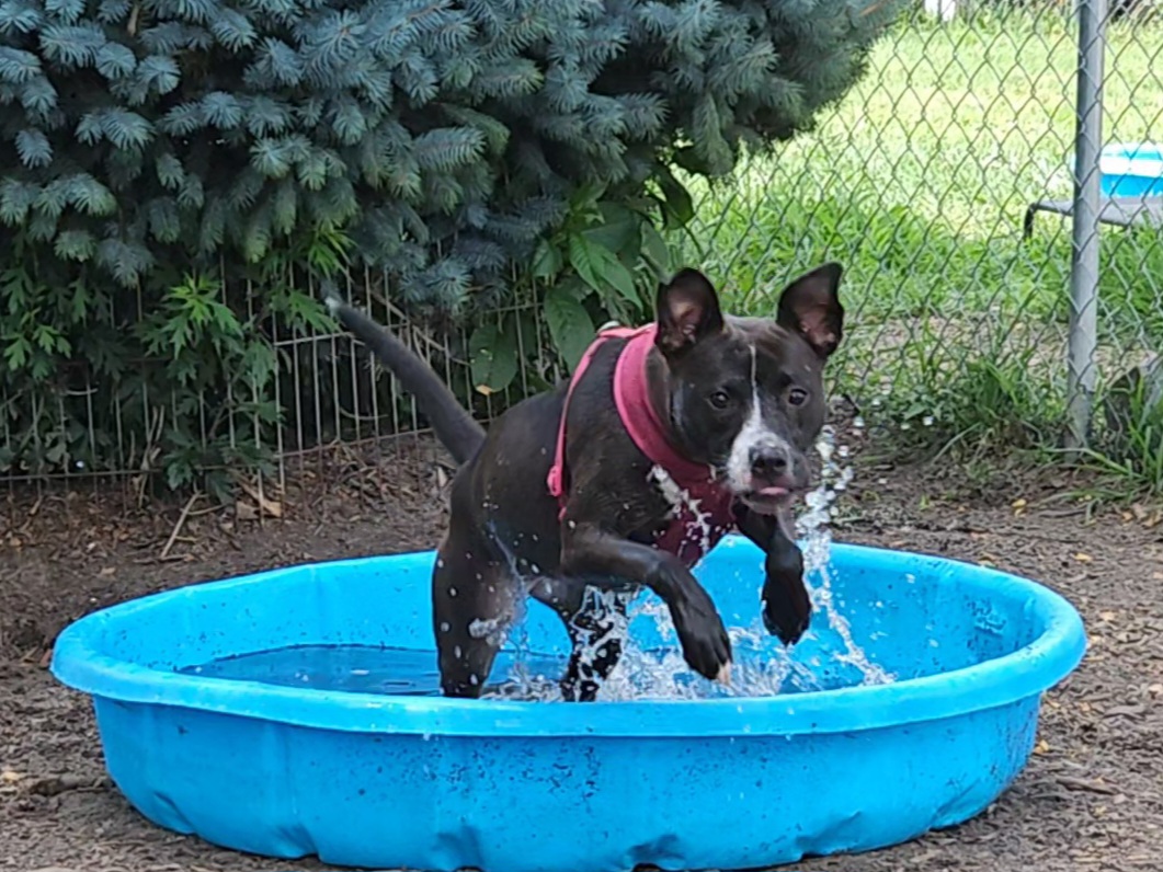 Lindy, a Adoptable mixed breed in Ringwood, NJ image 5/6