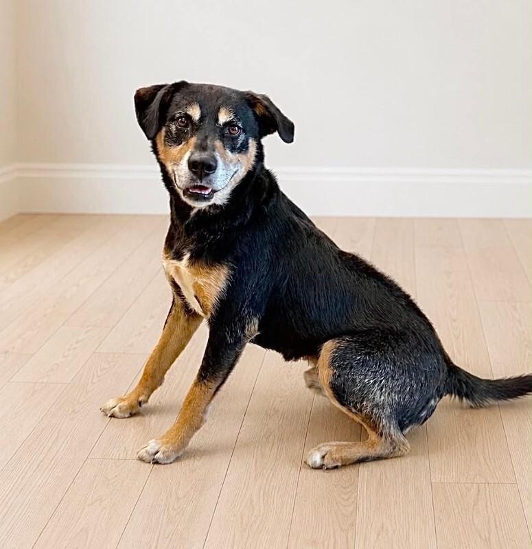 Apollo, Adoptable, Adult Male German Shepherd Dog & Mixed Breed.