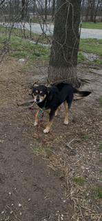 Enlarge Apollo, a Adoptable mixed breed in Georgetown, OH image 2/2