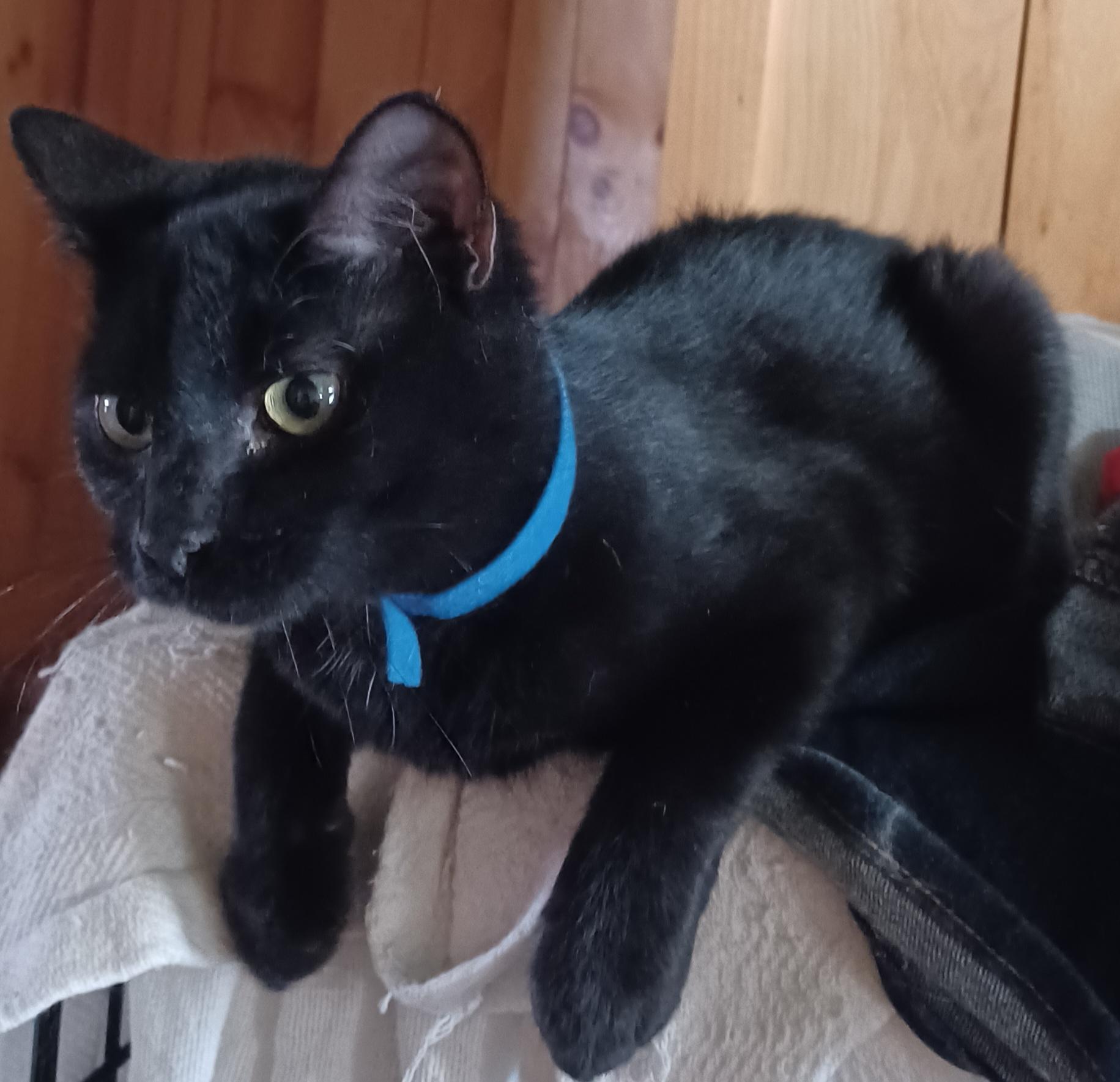 Skye, ADOPTABLE, Kitten Male Domestic Short Hair.