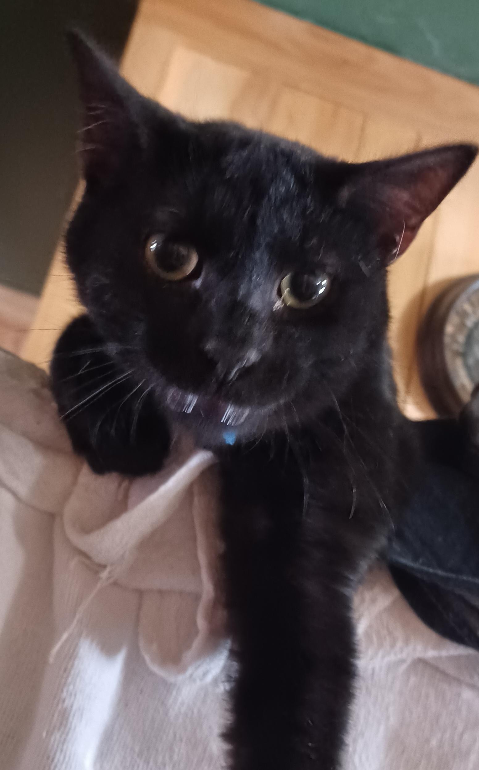 Enlarge Skye, a ADOPTABLE Domestic Short Hair in Morgantown, WV image 2/2