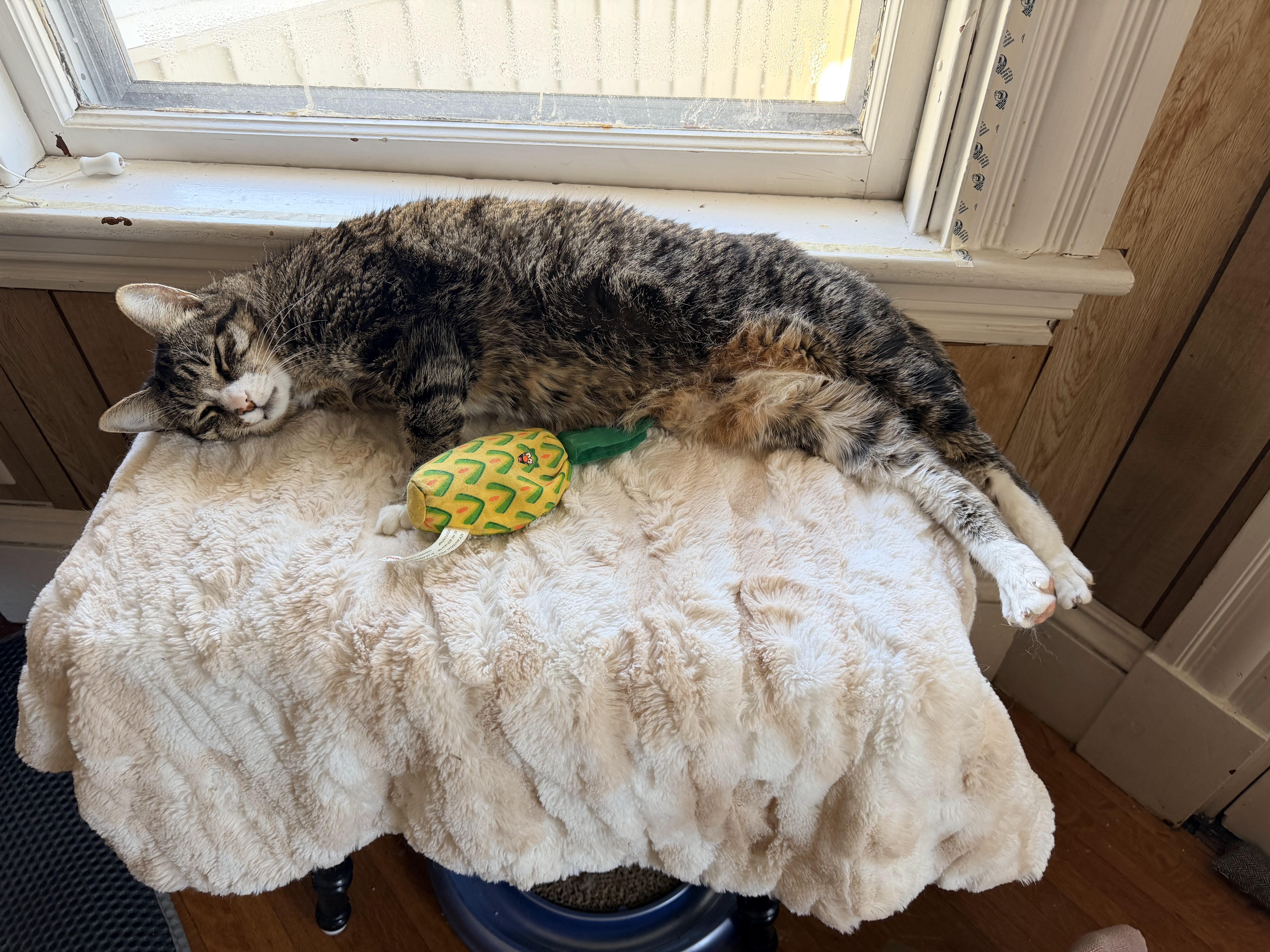 Pedro, Adoptable, Adult Male Domestic Short Hair.