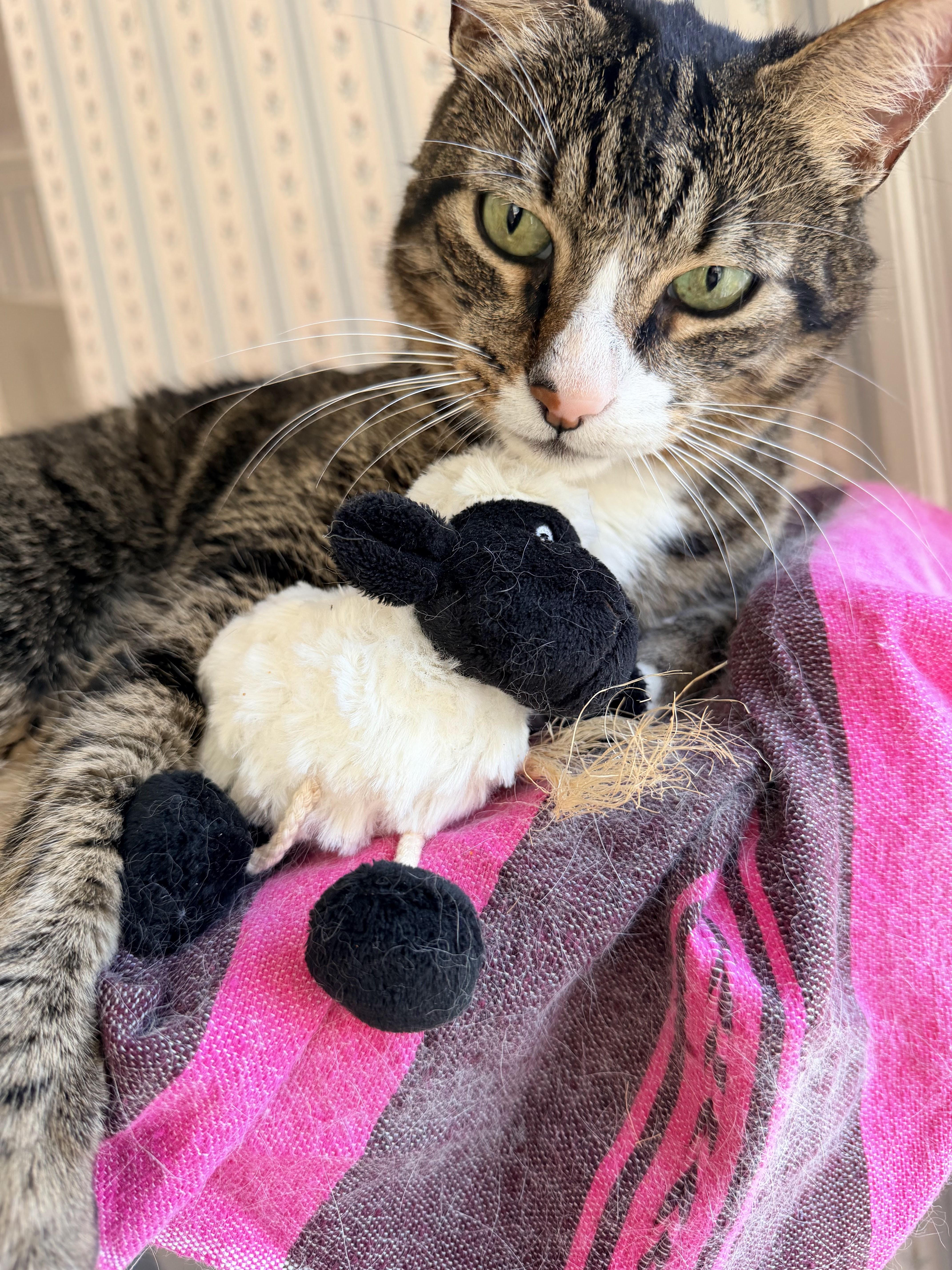 Enlarge Pedro, a Adoptable Domestic Short Hair in Melrose, MA image 2/5