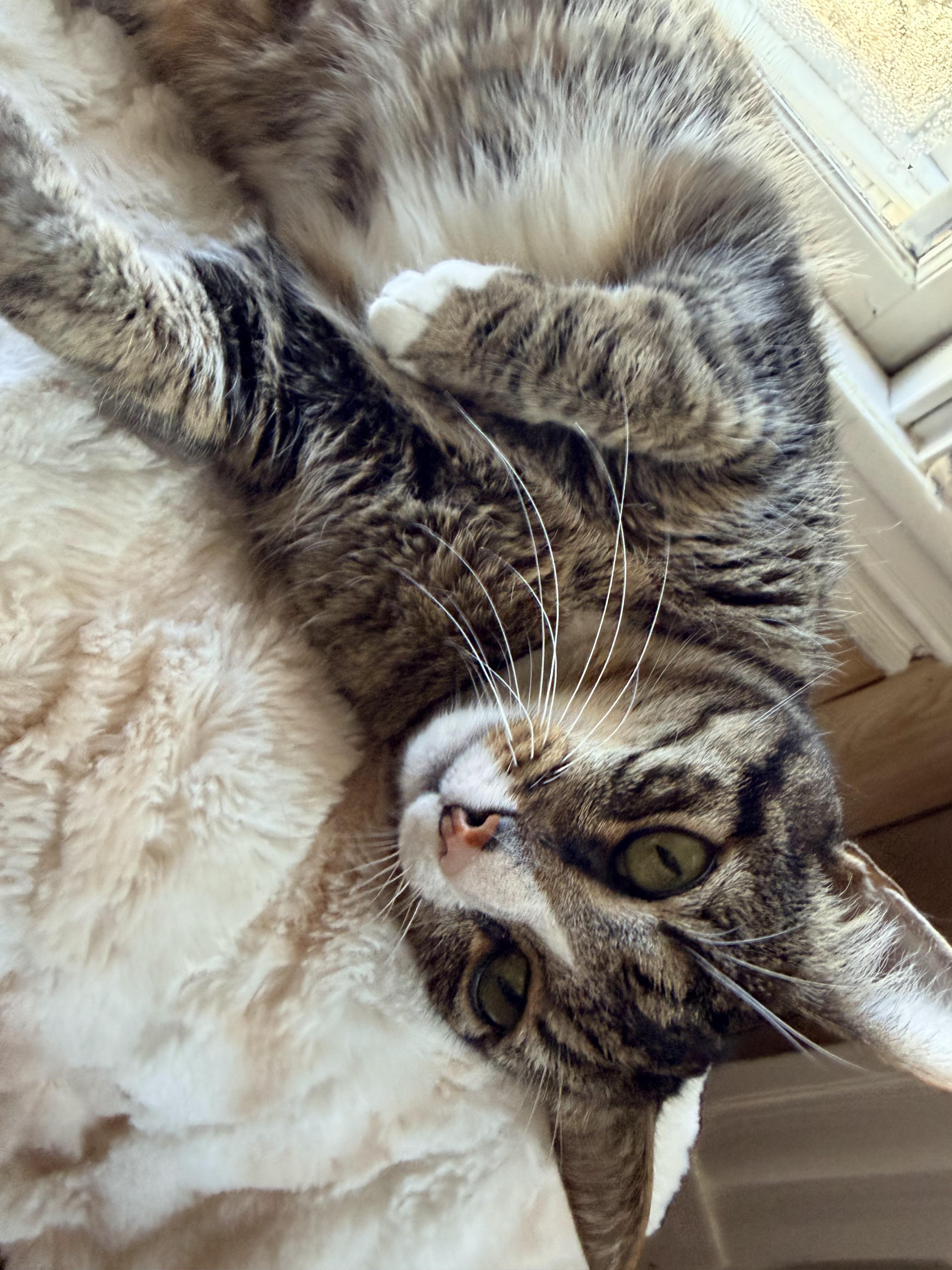 Enlarge Pedro, a Adoptable Domestic Short Hair in Melrose, MA image 3/5