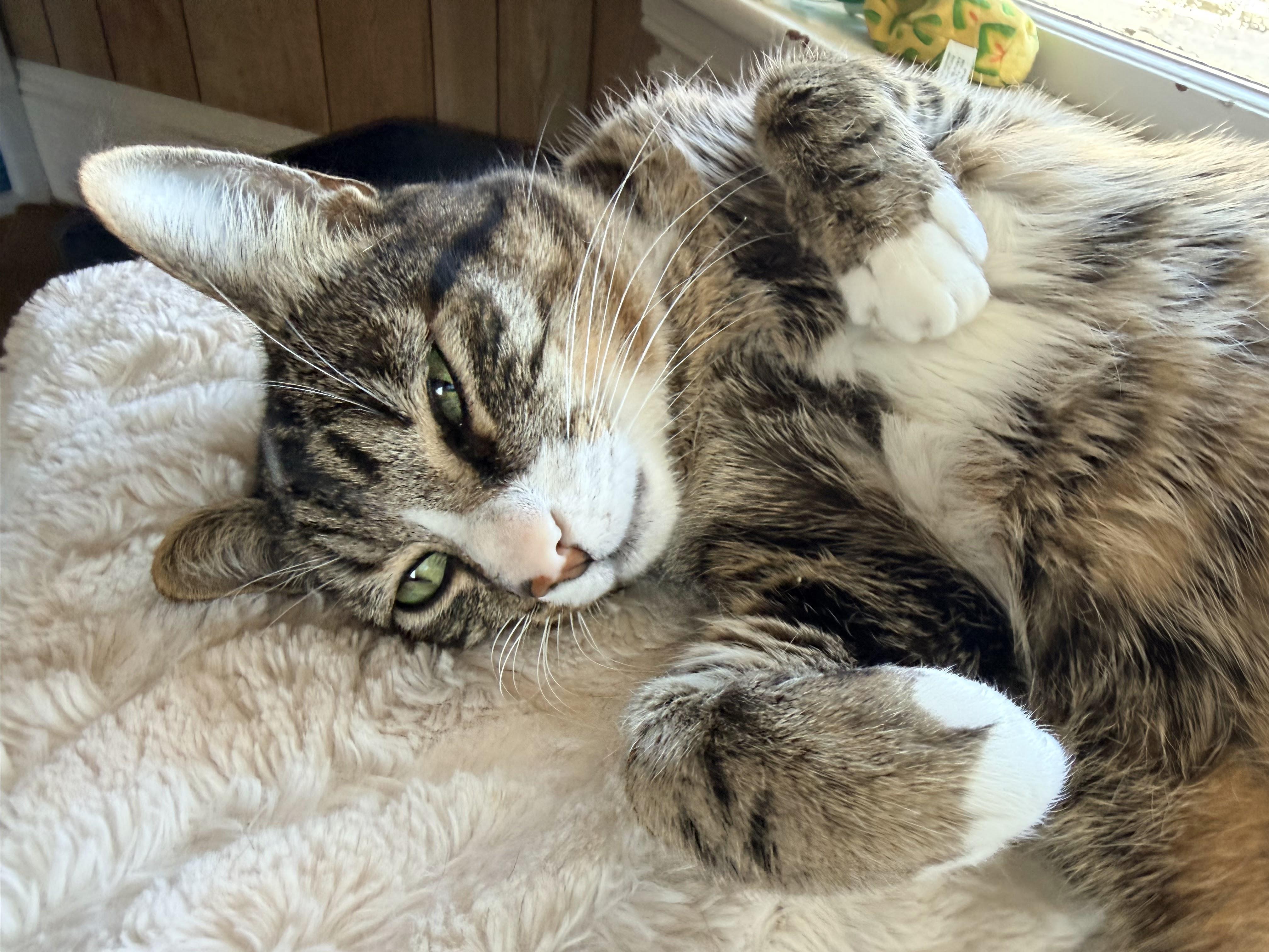 Enlarge Pedro, a Adoptable Domestic Short Hair in Melrose, MA image 4/5