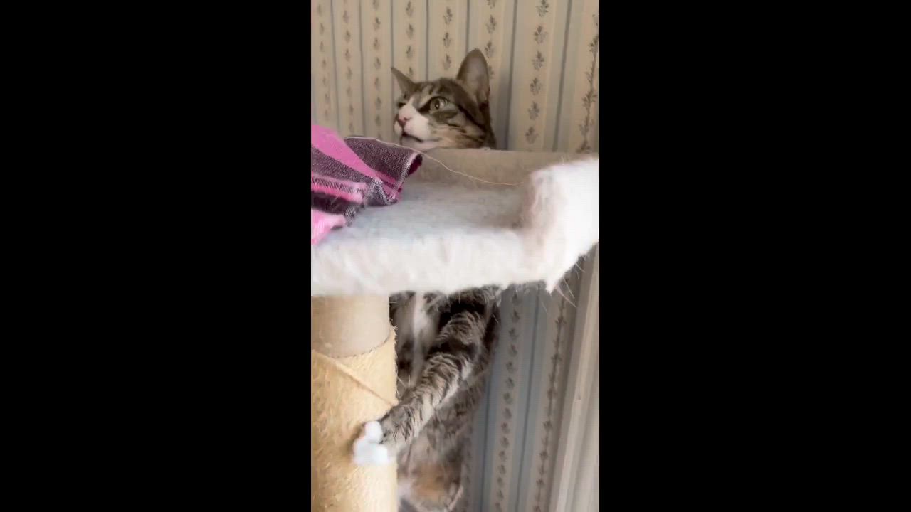 Enlarge Pedro, a Adoptable Domestic Short Hair in Melrose, MA video 5/5