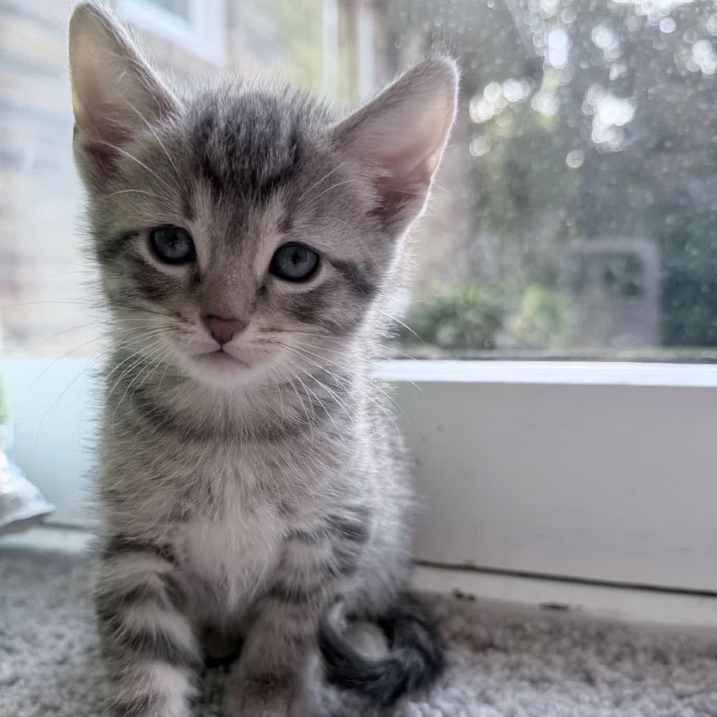 Moonlight, Adoptable, Kitten Female Domestic Short Hair.