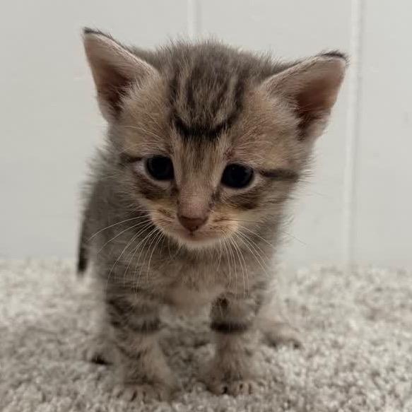 Moonlight, a Adoptable Domestic Short Hair in North Canton, OH image 2/2