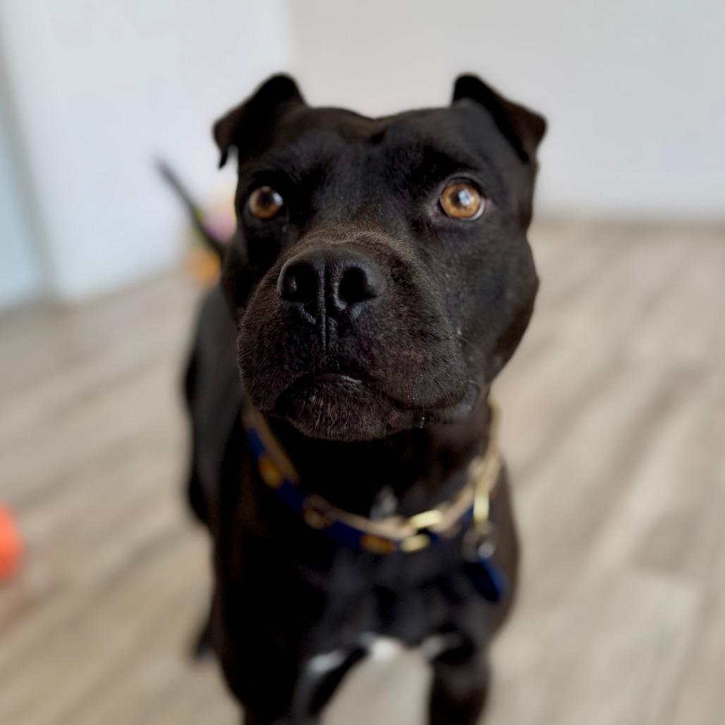 Enlarge Teddy, a Adoptable Terrier in Green Bay, WI image 1/6