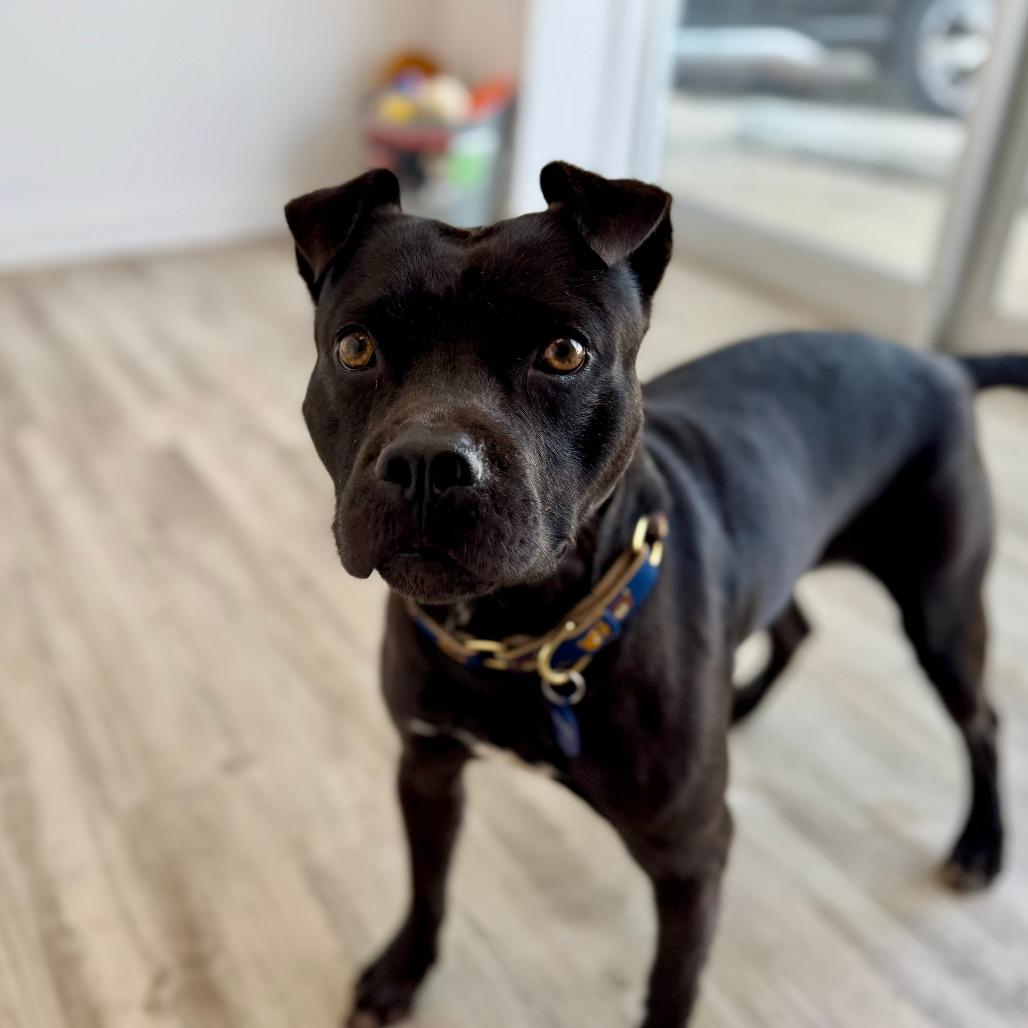 Enlarge Teddy, a Adoptable Terrier in Green Bay, WI image 2/6