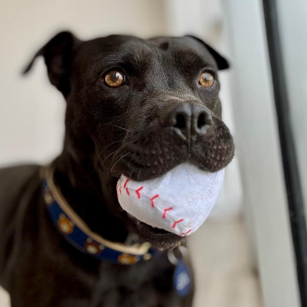 Enlarge Teddy, a Adoptable Terrier in Green Bay, WI image 3/6