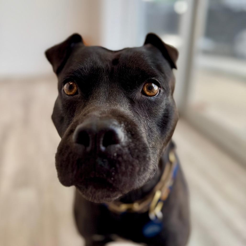 Enlarge Teddy, a Adoptable Terrier in Green Bay, WI image 4/6