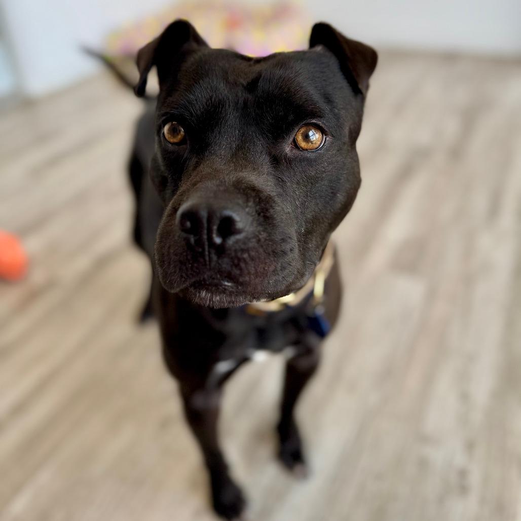 Enlarge Teddy, a Adoptable Terrier in Green Bay, WI image 6/6