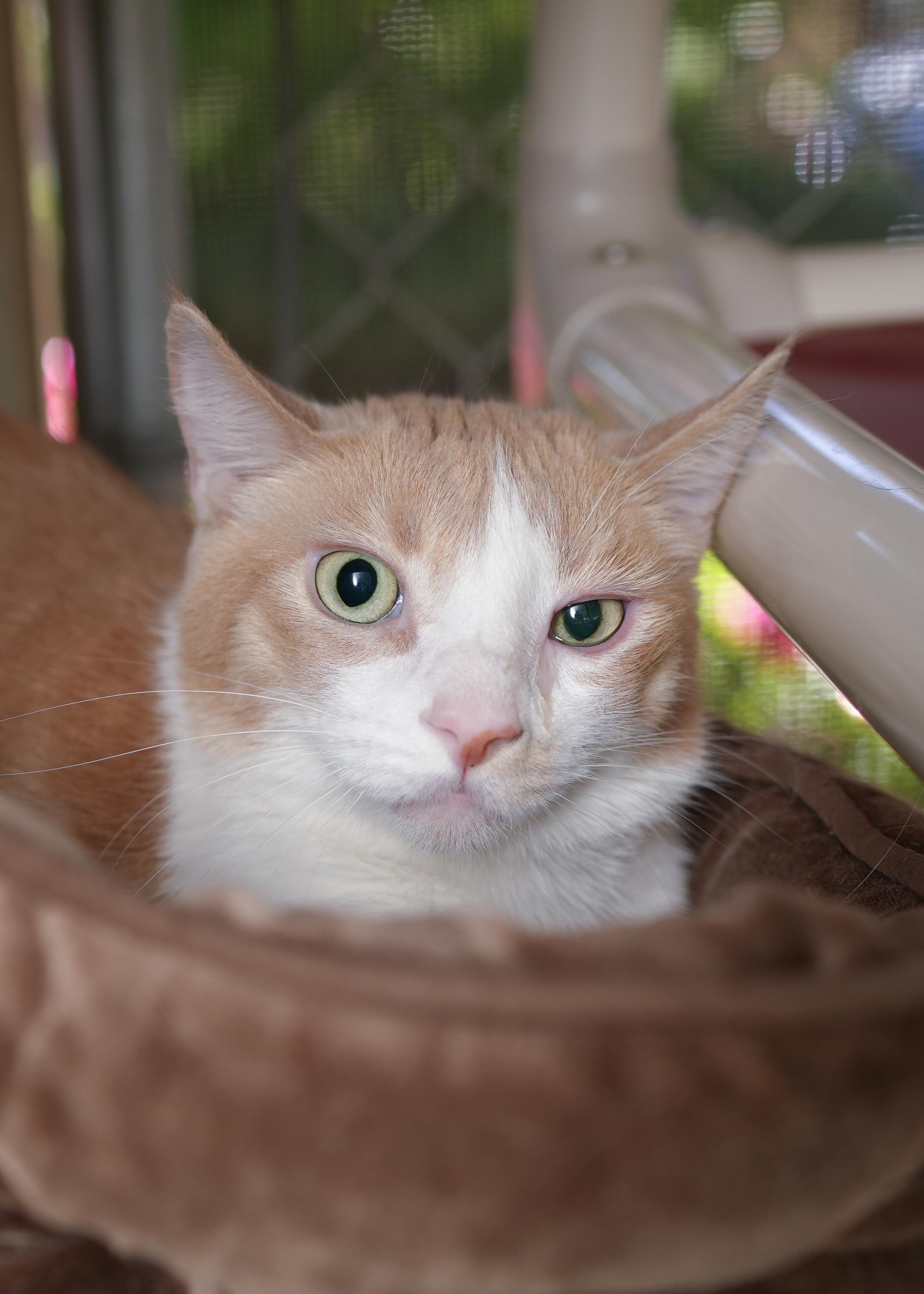 Tank, ADOPTABLE, Adult Male Domestic Long Hair.
