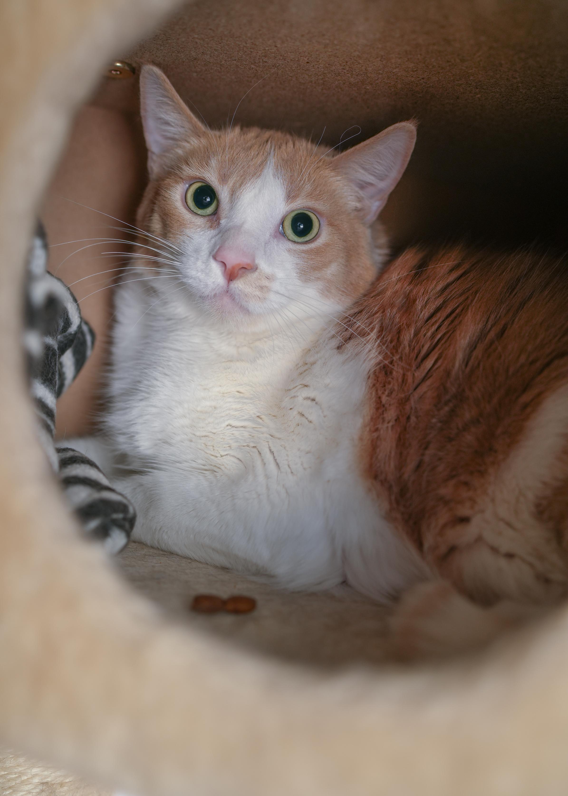 Tank, a ADOPTABLE Domestic Long Hair in Boise, ID image 3/3