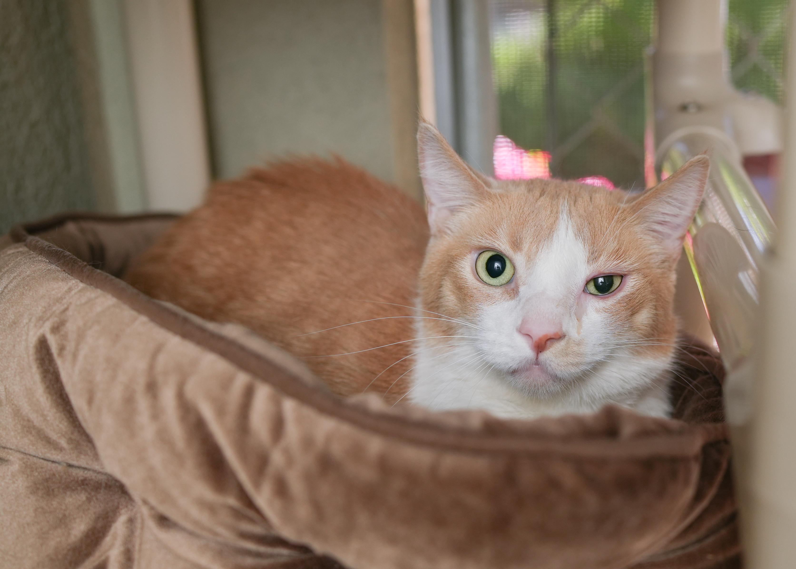 Tank, a ADOPTABLE Domestic Long Hair in Boise, ID image 2/3