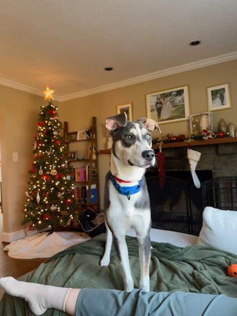 Enlarge Arnie, a other mixed breed in Unionville, CT image 5/6