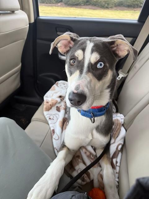 Enlarge Arnie, a other mixed breed in Unionville, CT image 2/6