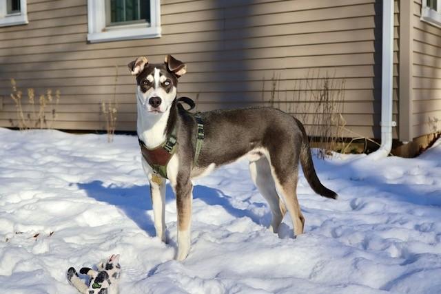 Enlarge Arnie, a other mixed breed in Unionville, CT image 3/6