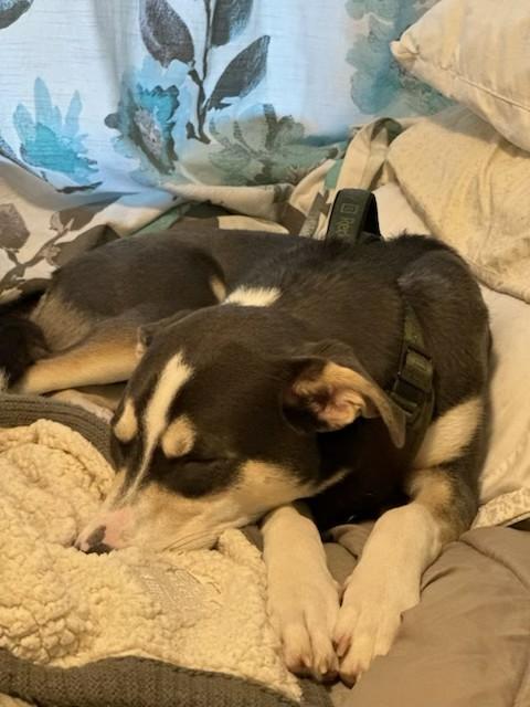 Enlarge Arnie, a other mixed breed in Unionville, CT image 6/6