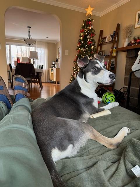 Enlarge Arnie, a other mixed breed in Unionville, CT image 4/6