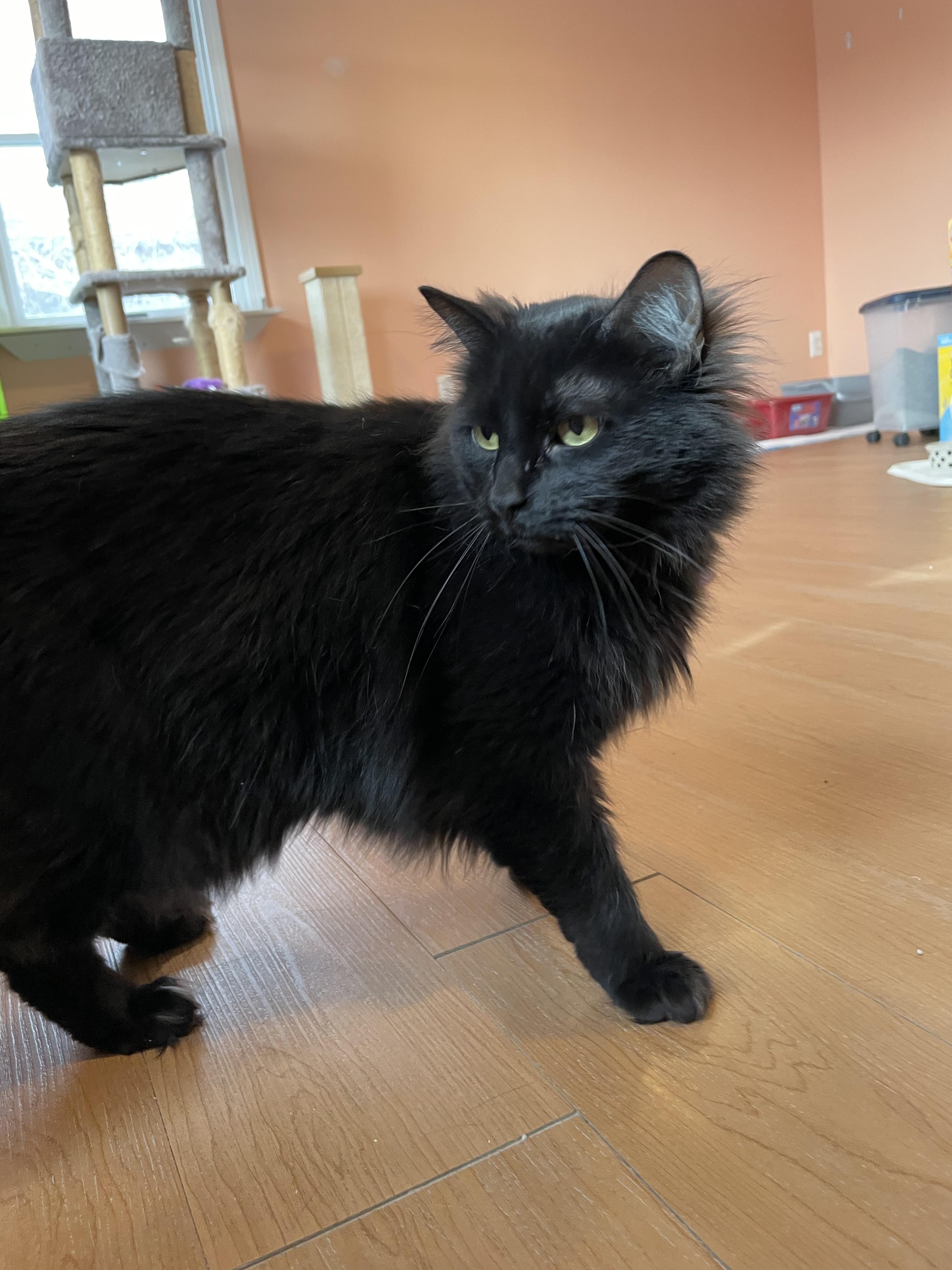 Enlarge Inkie, an adopted Domestic Long Hair in Wells, ME image 3/4