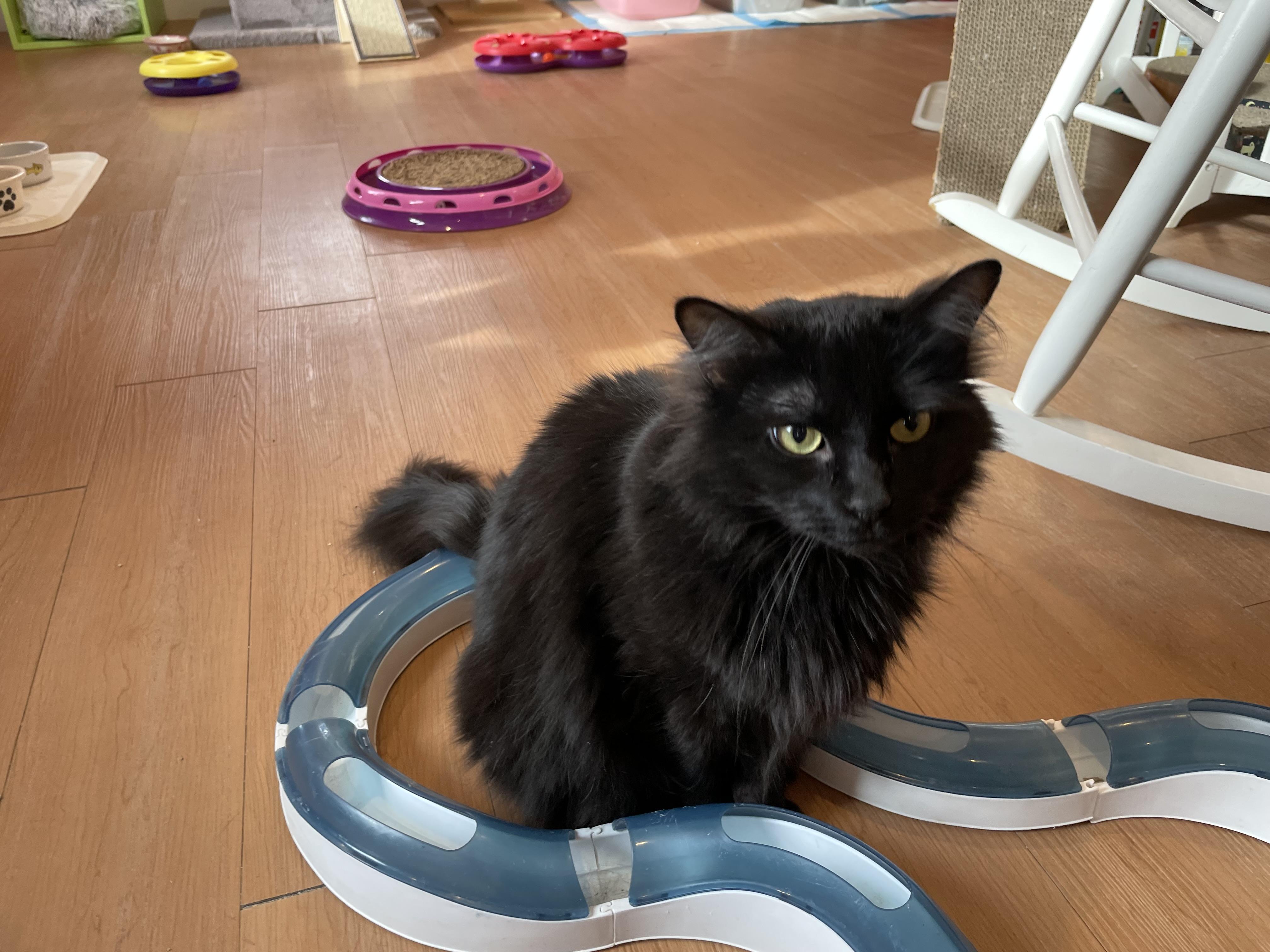 Inkie, adopted, Adult Male Domestic Long Hair.