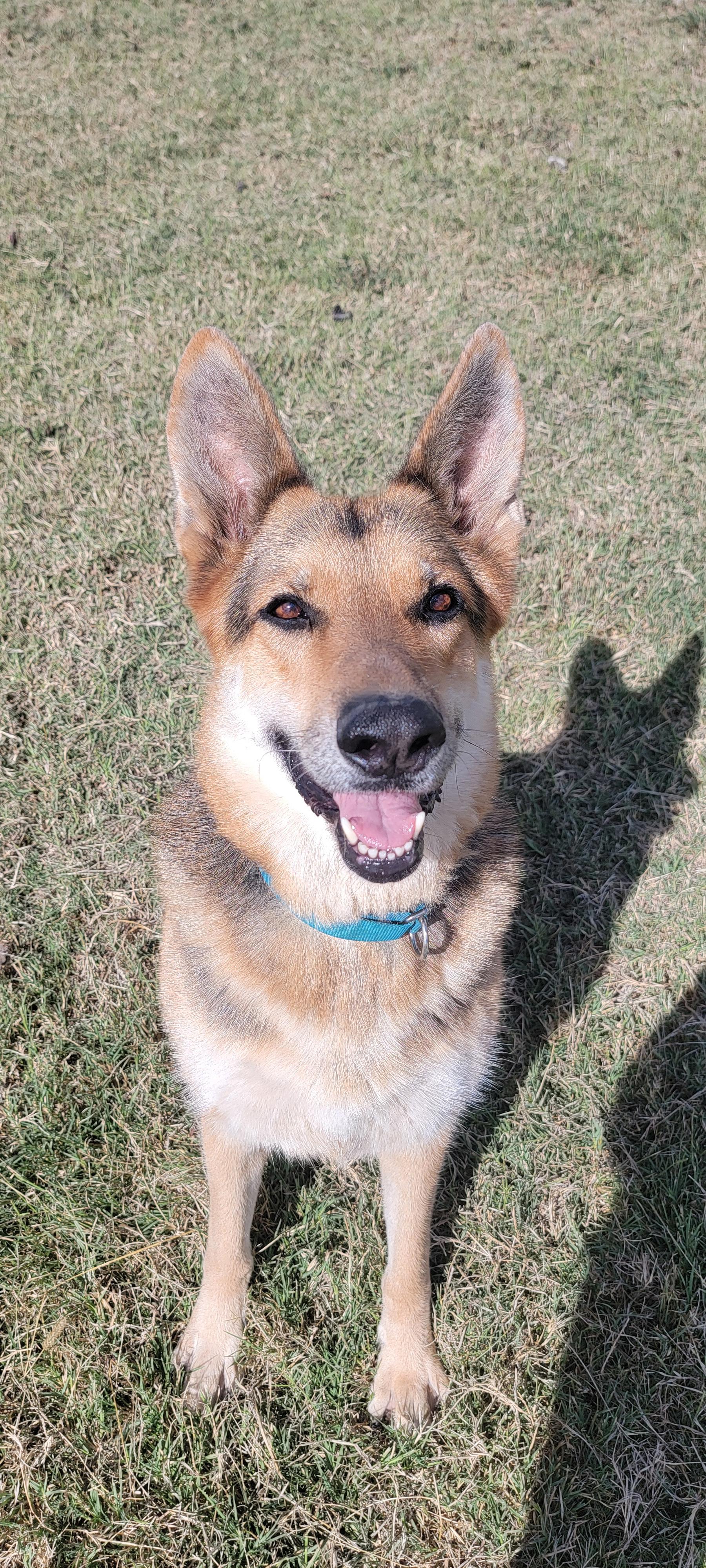 Enlarge Fiona, a Adoptable German Shepherd Dog in New Haven, CT image 1/2