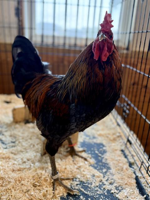 Enlarge RADISH, a Adoptable Chicken in Methuen, MA image 1/1