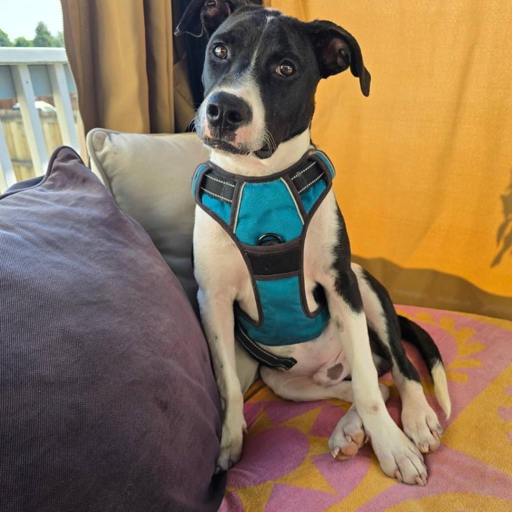 Enlarge Hip- Hop, a Adoptable Pit Bull Terrier in Colorado Springs, CO image 1/1