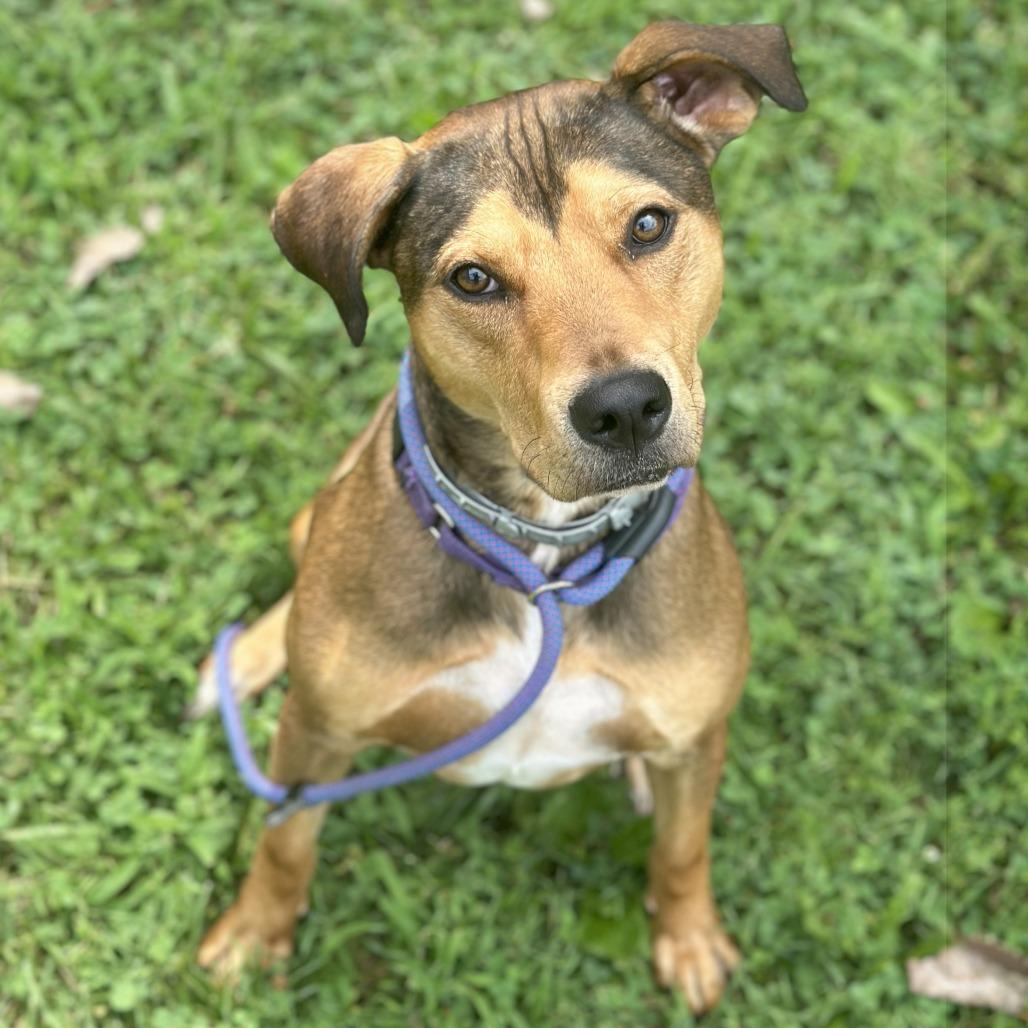 Rocky, Adoptable, Adult Male Pit Bull Terrier & Labrador Retriever.