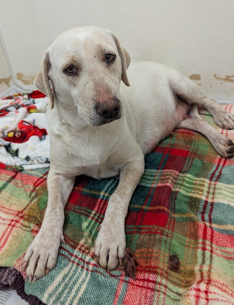 Enlarge Sugar, a Adoptable mixed breed in Murphysboro, IL image 1/6