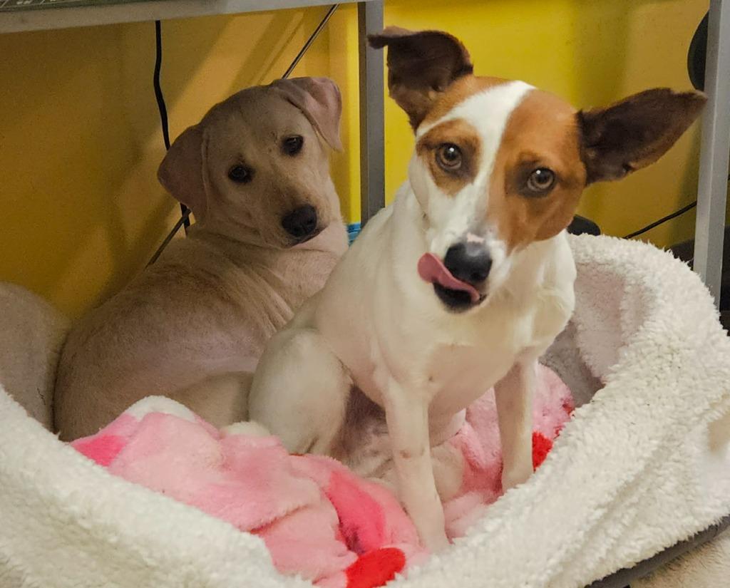 Enlarge Sugar, a Adoptable mixed breed in Murphysboro, IL image 2/6