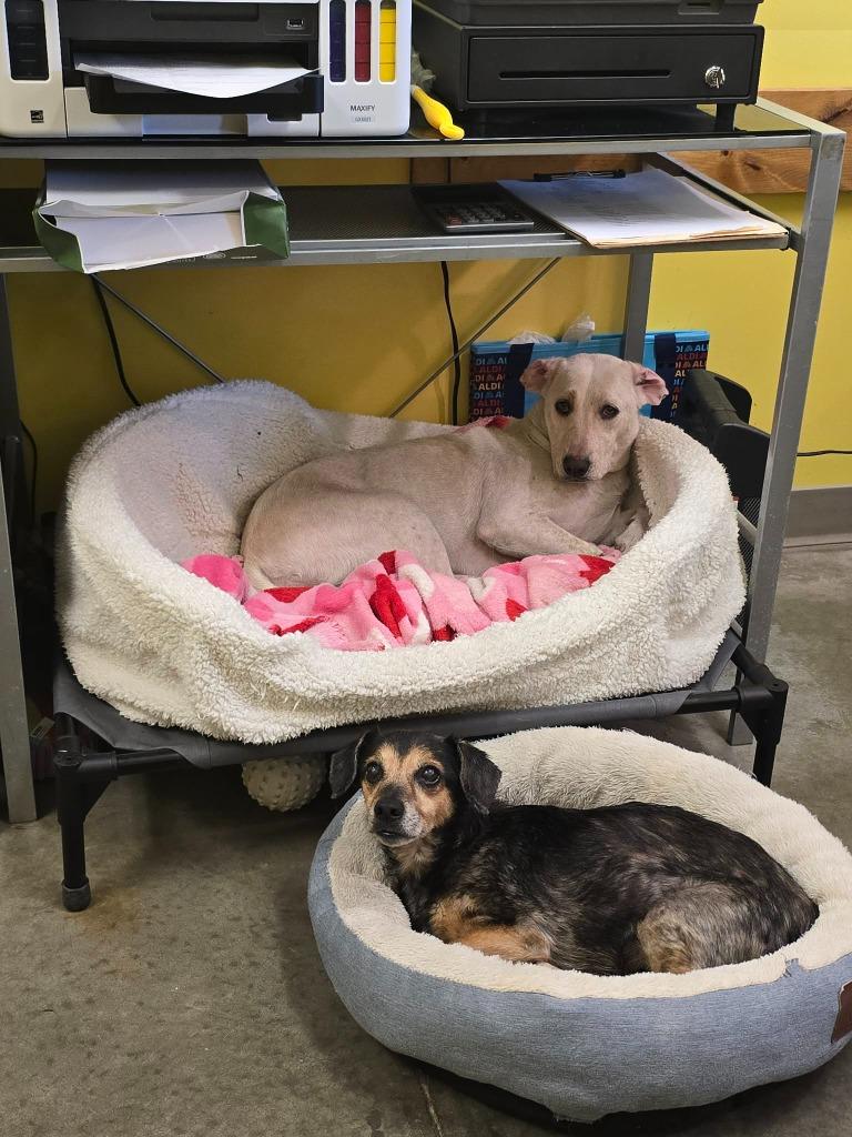 Enlarge Sugar, a Adoptable mixed breed in Murphysboro, IL image 3/6