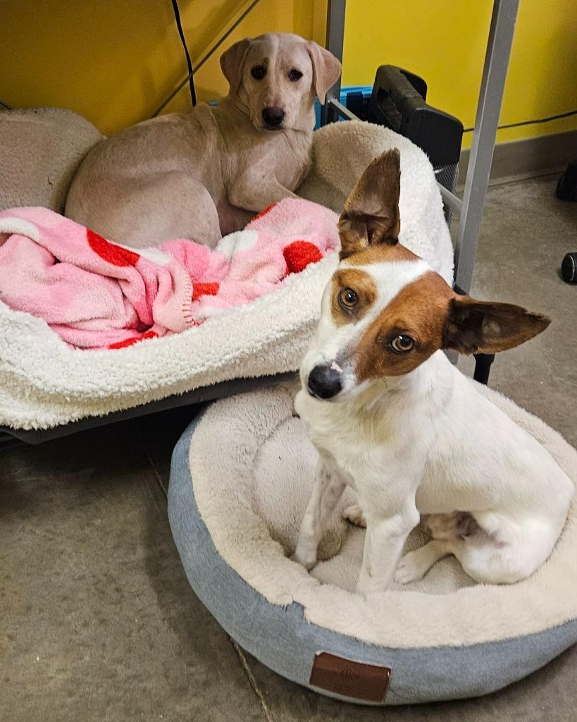 Enlarge Sugar, a Adoptable mixed breed in Murphysboro, IL image 4/6