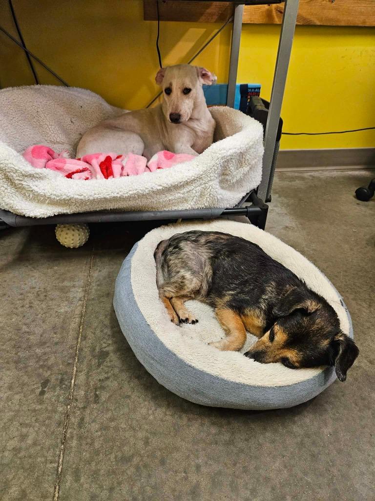 Enlarge Sugar, a Adoptable mixed breed in Murphysboro, IL image 5/6