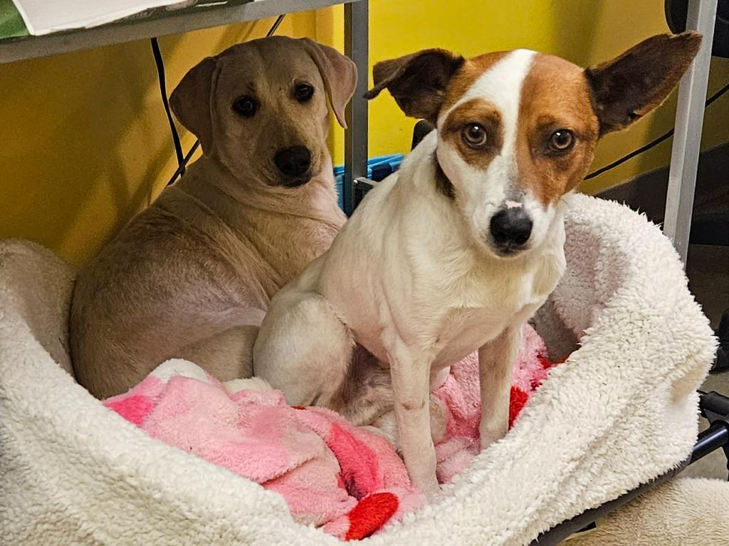 Enlarge Sugar, a Adoptable mixed breed in Murphysboro, IL image 6/6