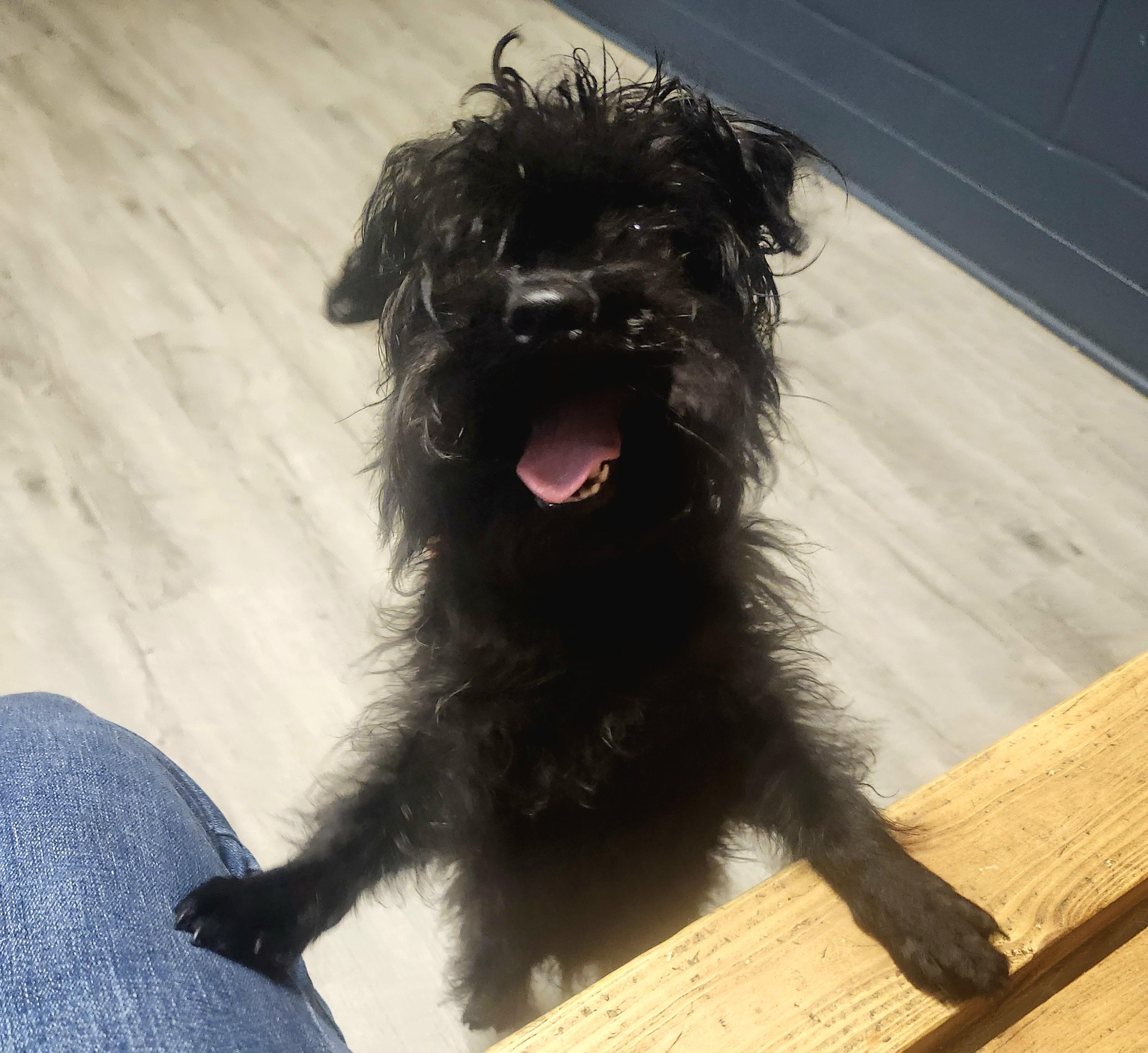 Chimichanga, an adopted mixed breed in Mansfield, OH image 4/4