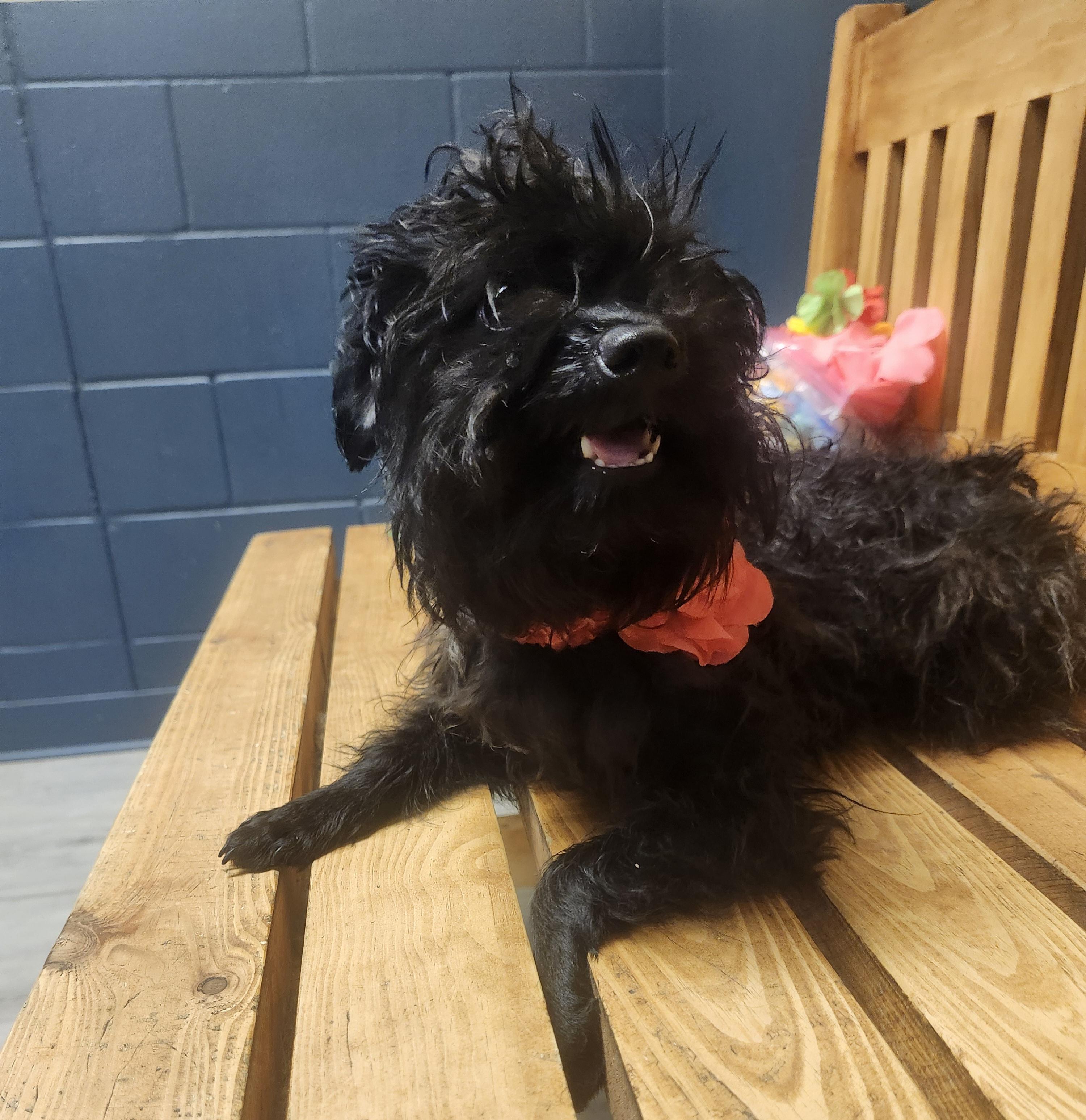 Chimichanga, an adopted mixed breed in Mansfield, OH image 3/4