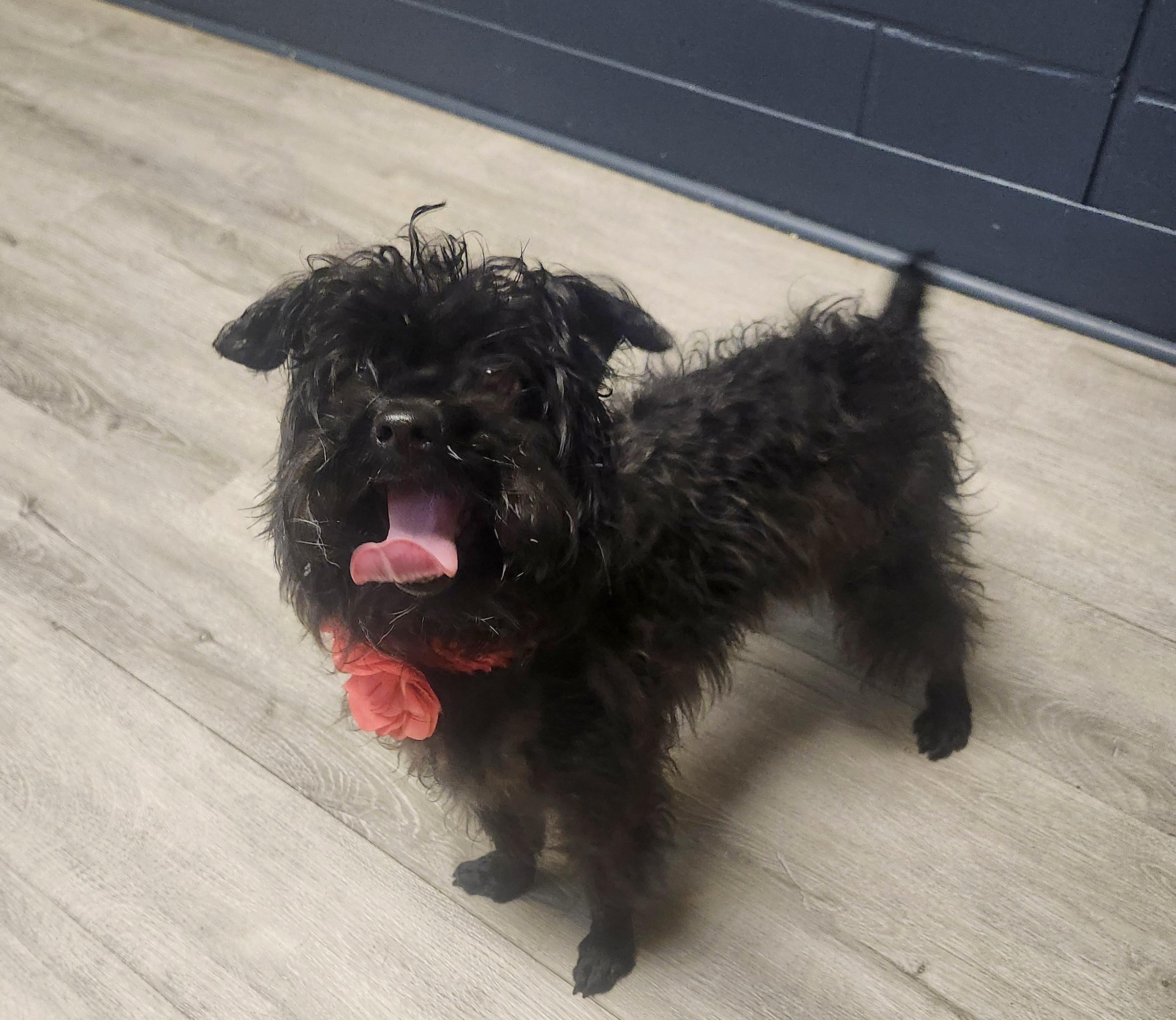Chimichanga, adopted, Adult Female Havanese.
