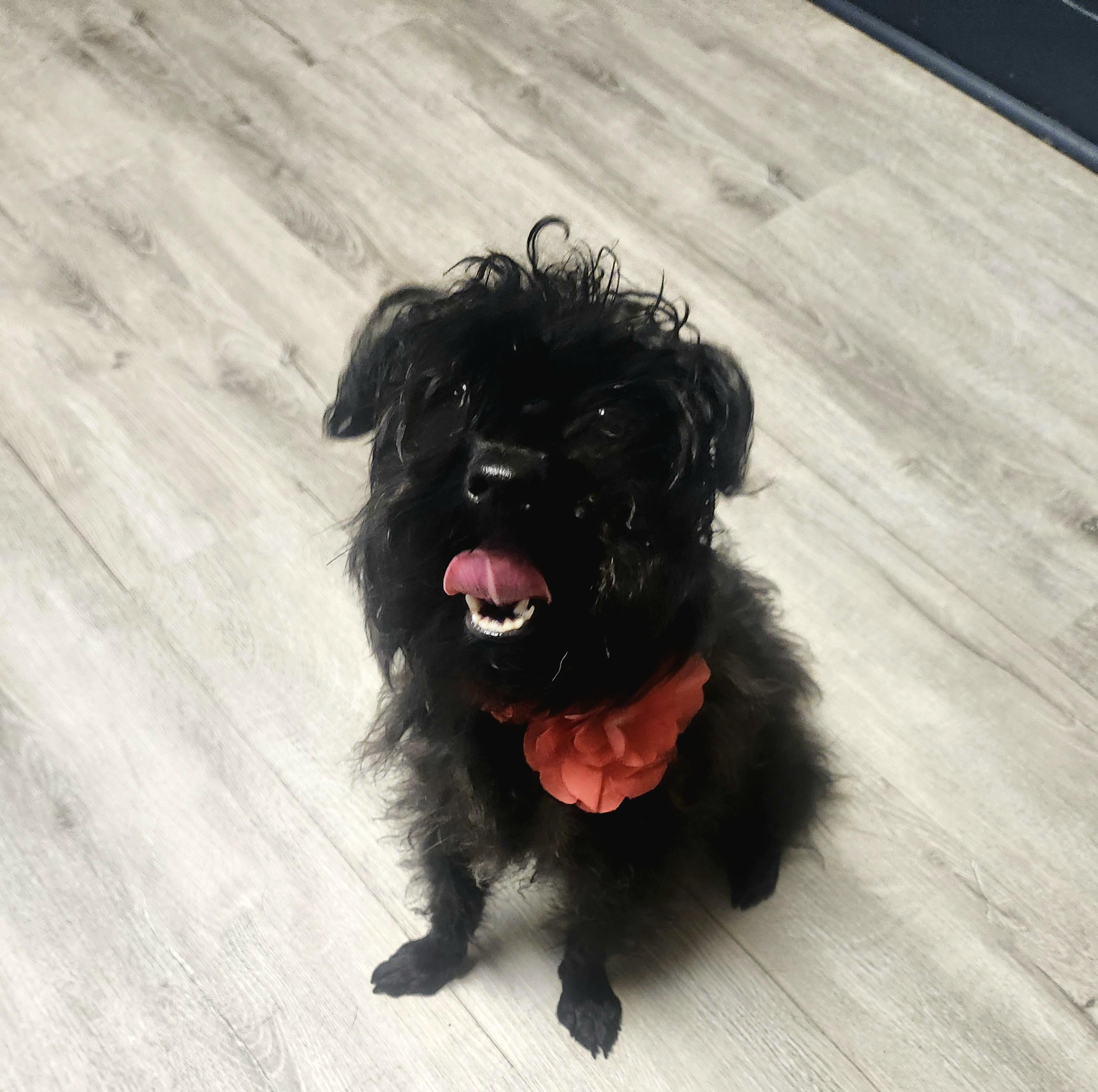 Chimichanga, an adopted mixed breed in Mansfield, OH image 2/4