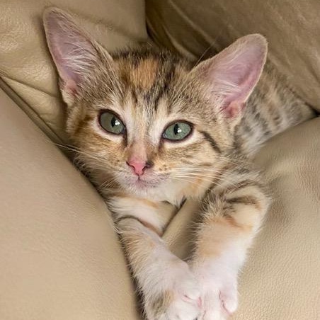 Ruthie June, Baby Female Calico