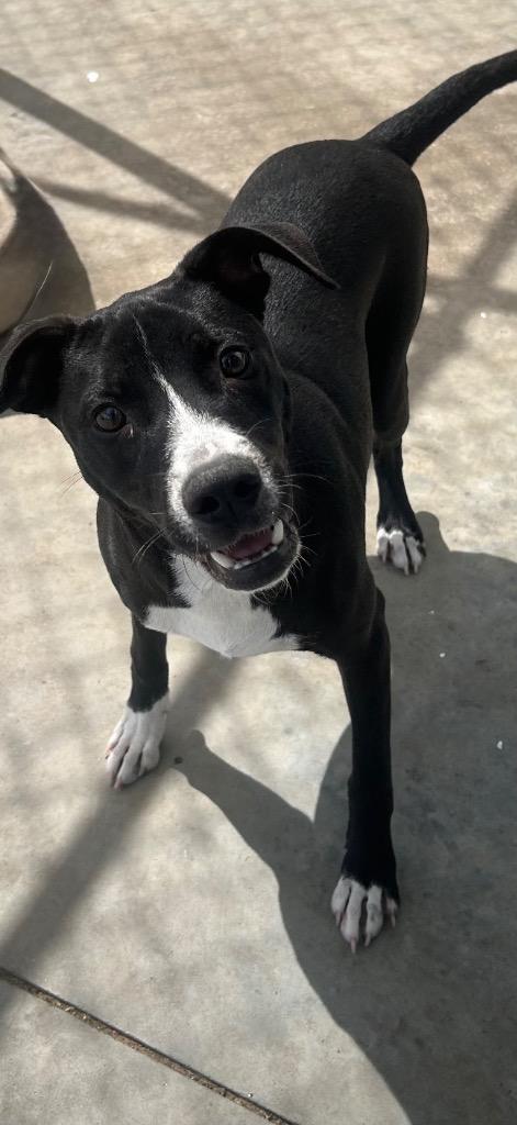 Rocko, Adoptable, Young Male Terrier.
